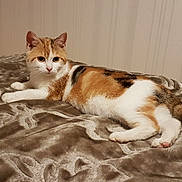 Chipie a rejoint le concours — aidez-le/la à gagner de superbes lots ! cat, calico, pet, animal, feline, resting, indoor, blanket, plush, fur, cute, whiskers, ears, tail, lying_down, domestic, cozy, relaxed, soft, bedroom