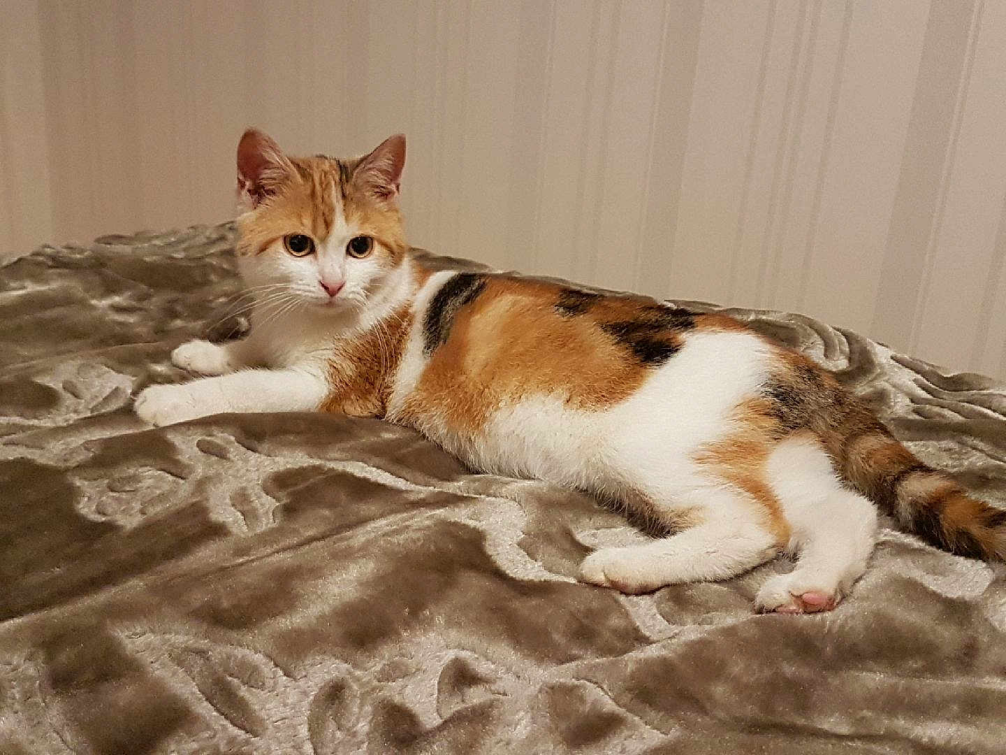 Chipie a rejoint le concours — aidez-le/la à gagner de superbes lots ! cat, calico, pet, animal, feline, resting, indoor, blanket, plush, fur, cute, whiskers, ears, tail, lying_down, domestic, cozy, relaxed, soft, bedroom
