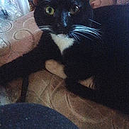 Cosmo is registered to the contest to win money with this photo: cat, tuxedo_cat, whiskers, green_eyes, closeup, portrait, indoor, couch, blanket, black_fur, white_chest, pet, feline, mammal, relaxed, lounging, curious, nose, ears, home_interior