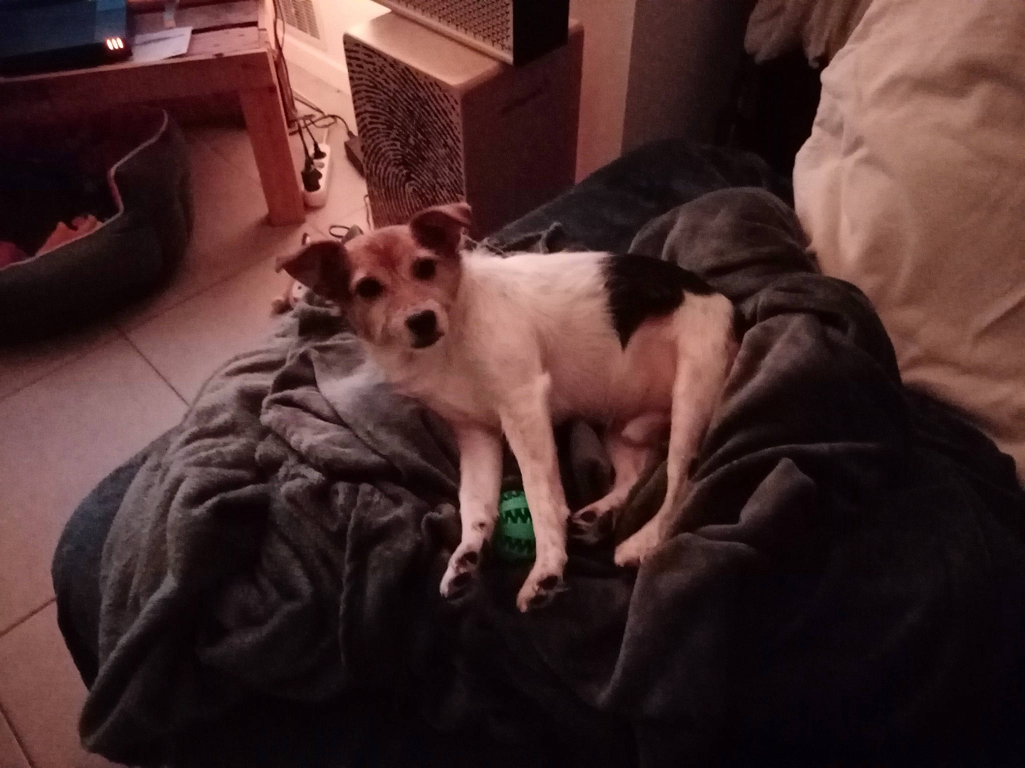 Razmot participe au concours pour gagner de l'argent avec cette photo : canidae, carnivore, comfort, companion_dog, darkness, dog, dog_breed, fawn, felidae, flooring, fur, linens, mammal, paw, shipping_box, snout, sporting_group, toy_dog, whiskers, working_animal