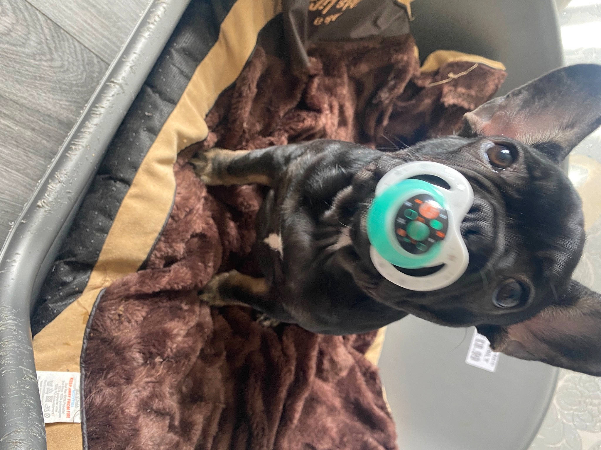 Bell joined the competition — help win amazing prizes! art, auto_part, eye, felidae, fictional_character, fur, hair, head, outerwear, personal_protective_equipment, plant, plush, sculpture, selfie, snout, stuffed_toy, textile, toy, whiskers, wood