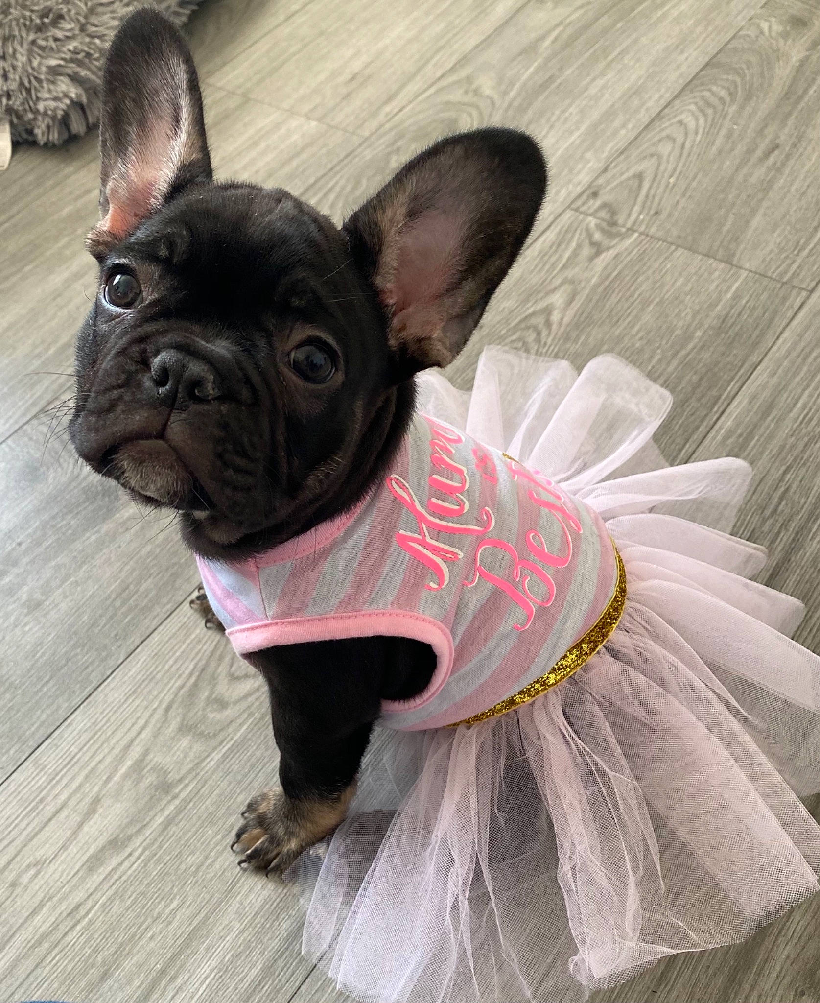 Bell joined the competition — help win amazing prizes! bulldog, canidae, carnivore, collar, companion_dog, dog, dog_breed, dog_clothes, dog_collar, dog_supply, ear, fawn, leash, snout, sporting_group, tail, toy_dog, whiskers, working_animal, wrinkle