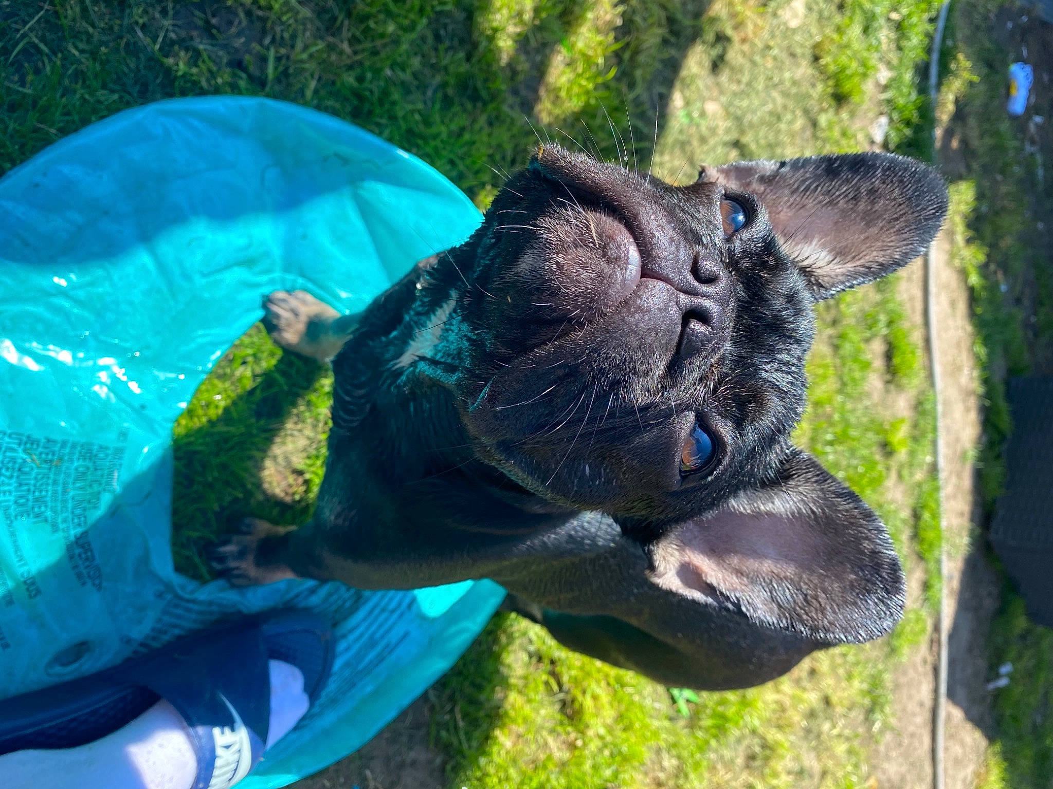 Bell is registered to the contest to win money with this photo: art, dinosaur, dog_breed, electric_blue, elephant, fawn, grass, koala, lawn_ornament, mammal, plant, reptile, sculpture, snout, sporting_group, statue, terrestrial_animal, tree, vertebrate, working_animal