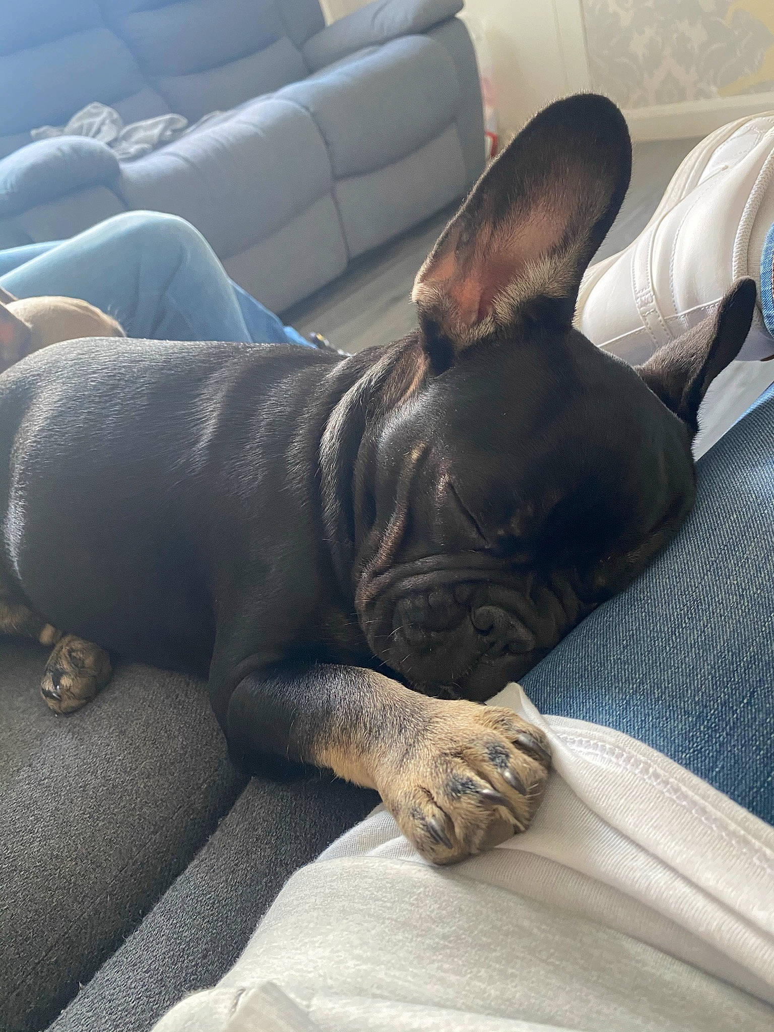 Bell is registered to the contest to win money with this photo: canidae, carnivore, comfort, companion_dog, dog, dog_breed, fawn, felidae, grey, linens, nap, non_sporting_group, sleep, snout, sporting_group, terrestrial_animal, toy_dog, whiskers, working_animal, wrinkle