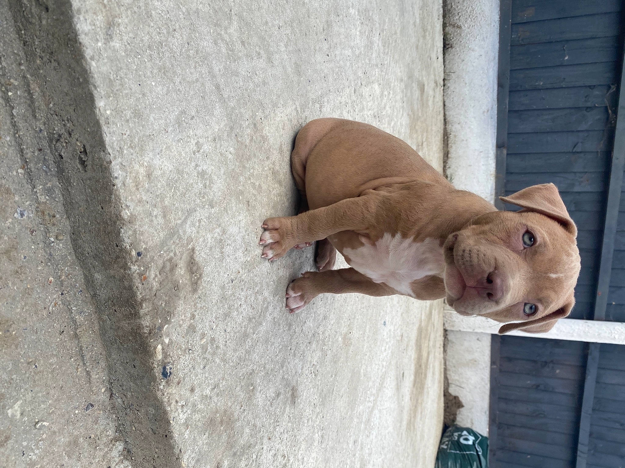 Narla is registered to the contest to win money with this photo: art, canidae, carnivore, concrete, dog, dog_breed, facade, fawn, fur, human_leg, road_surface, sculpture, shadow, snout, sporting_group, street, street_fashion, tail, wood, working_animal