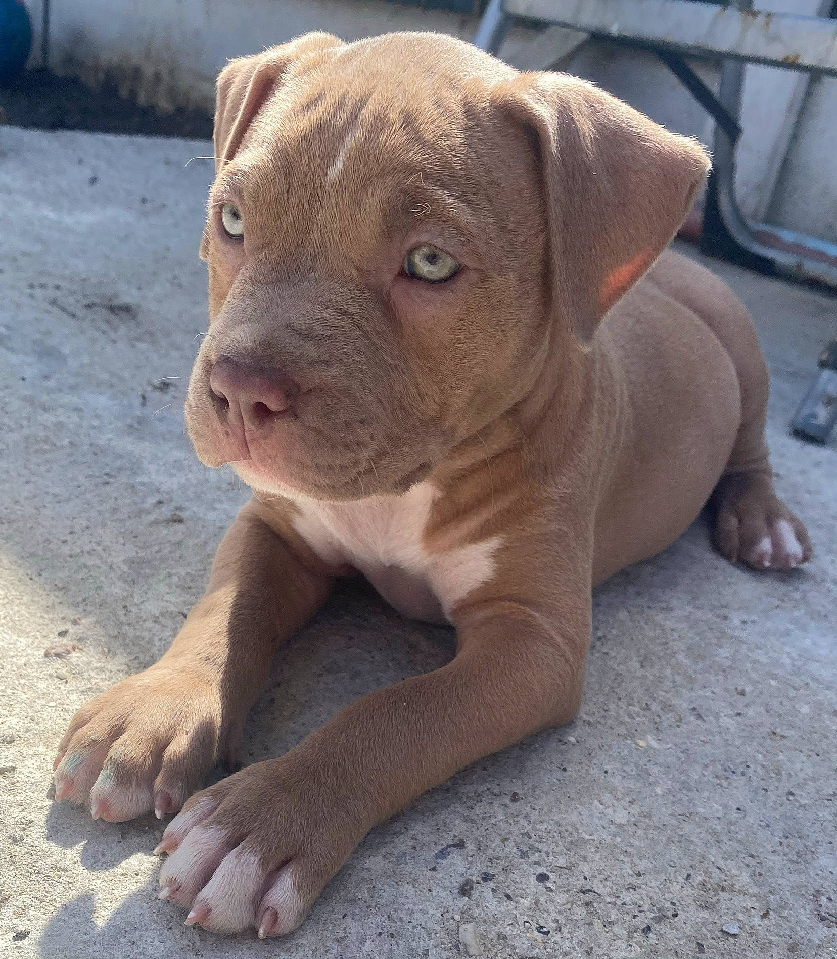 Narla is registered to the contest to win money with this photo: canidae, carnivore, companion_dog, dog, dog_breed, fawn, liver, molosser, non_sporting_group, paw, sand, snout, soil, sporting_group, terrestrial_animal, whiskers, wildlife, working_animal, wrinkle