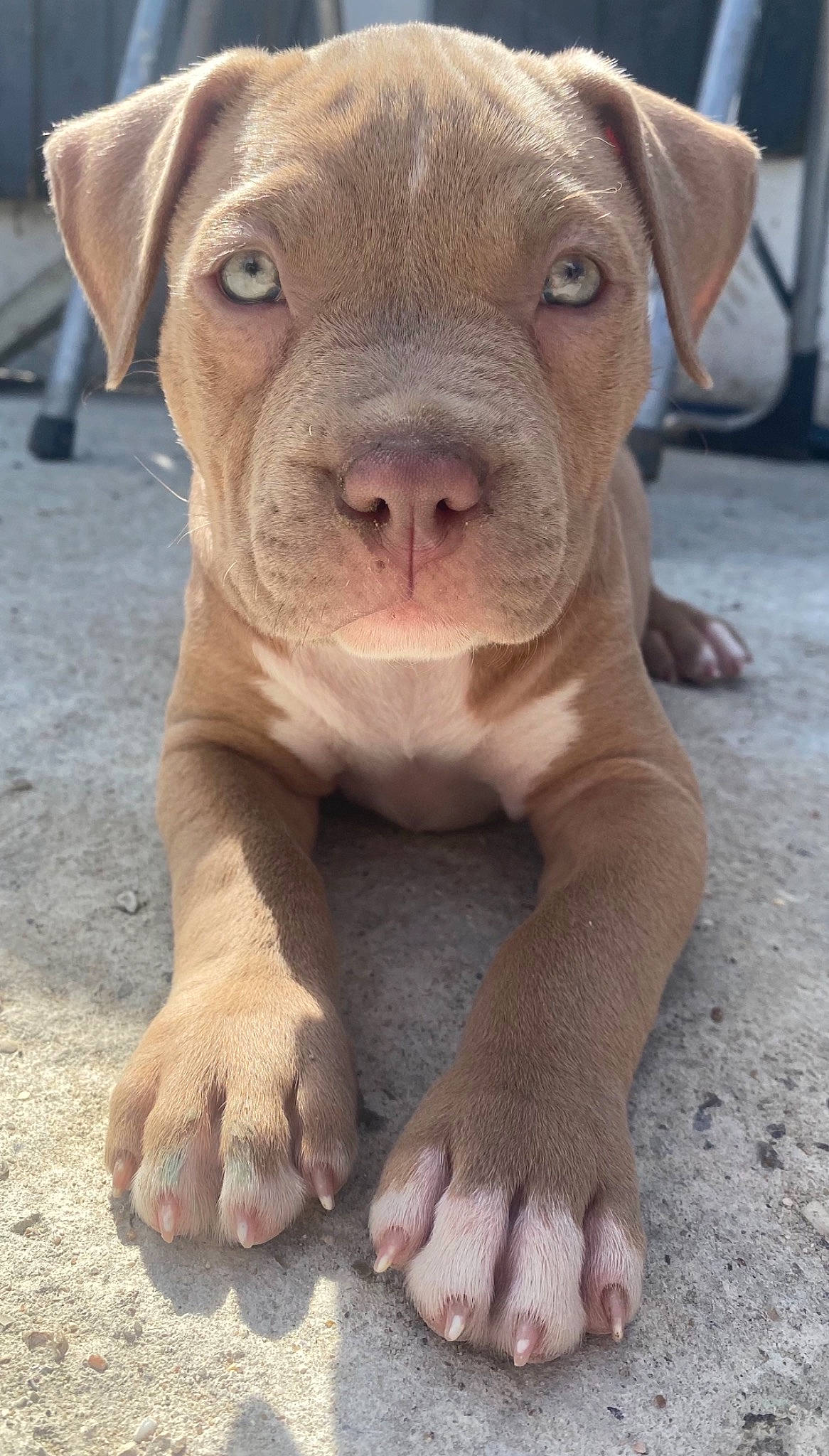 Narla is registered to the contest to win money with this photo: canidae, carnivore, companion_dog, dog, dog_breed, domestic_pig, eye, fawn, foot, fur, liver, livestock, non_sporting_group, snout, sporting_group, suidae, terrestrial_animal, whiskers, wildlife, working_animal