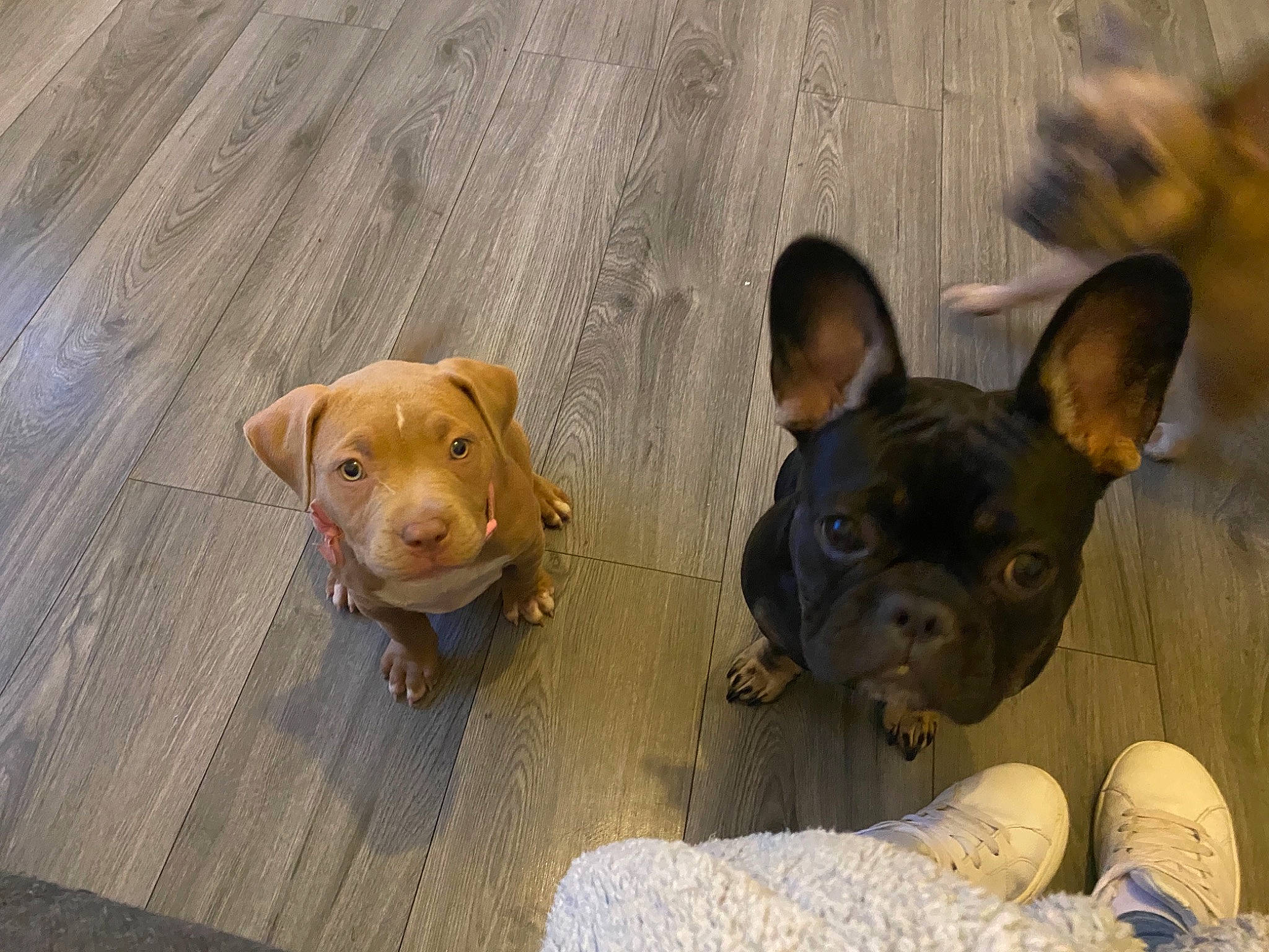 Narla joined the competition — help win amazing prizes! canidae, carnivore, comfort, companion_dog, dog, dog_breed, ear, eye, fawn, flooring, grass, hardwood, paw, snout, sporting_group, terrestrial_animal, toy_dog, whiskers, wood, working_animal