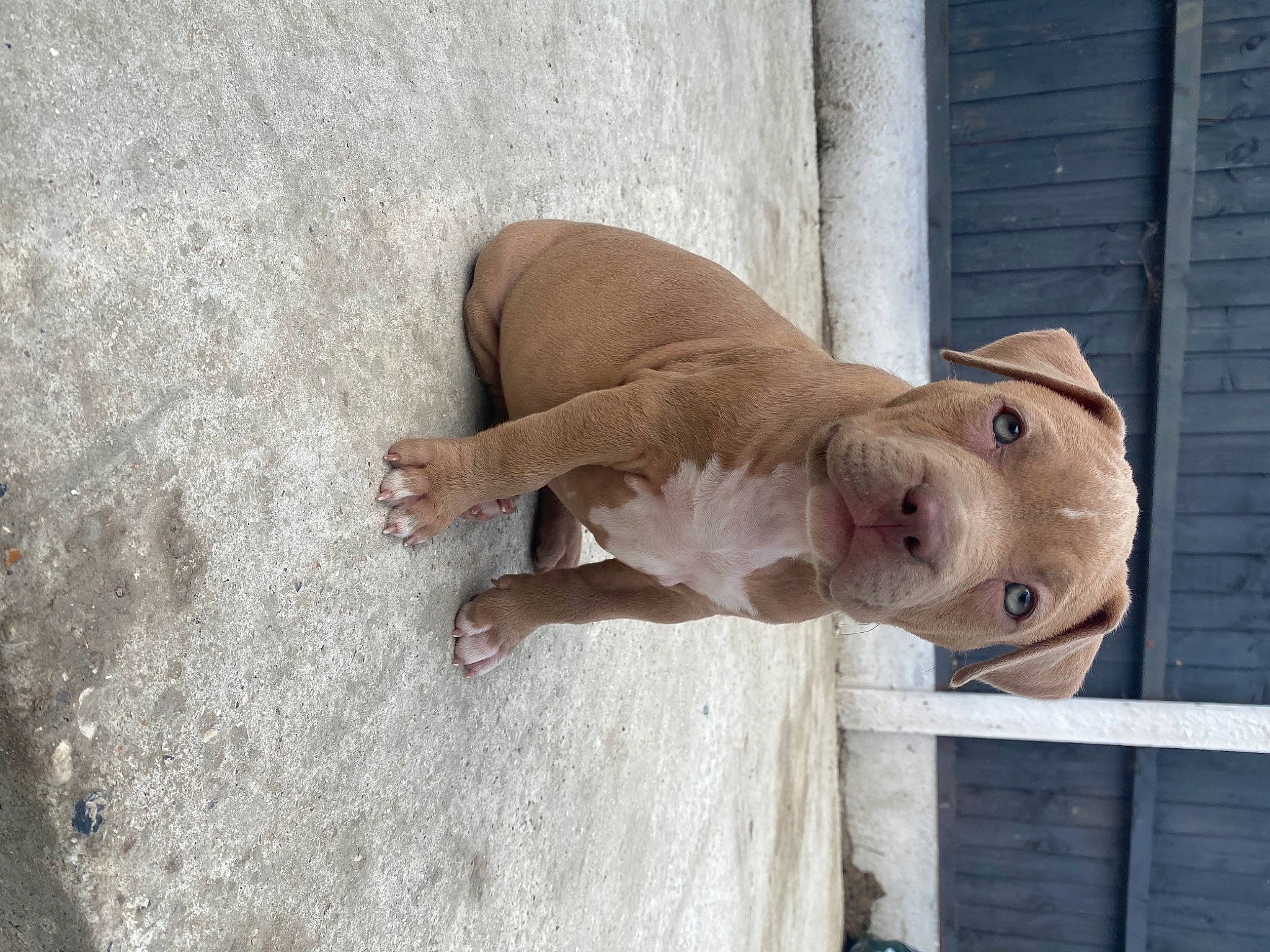 Narla is registered to the contest to win money with this photo: art, canidae, carnivore, companion_dog, concrete, dog, dog_breed, fawn, fence, foot, pet_supply, sculpture, snout, sporting_group, statue, tail, terrestrial_animal, toy, wood, working_animal