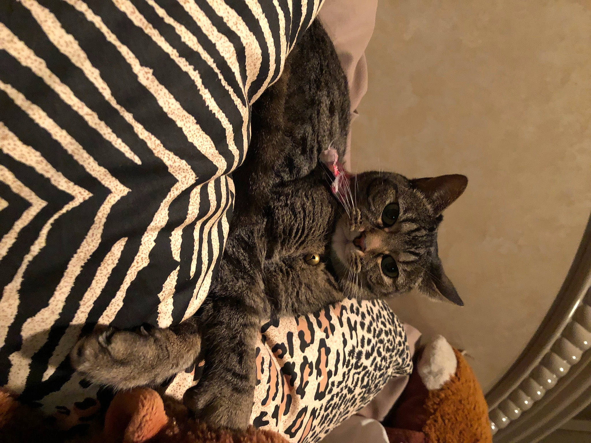 Sofie joined the competition — help win amazing prizes! big_cats, carnivore, cat, domestic_short_haired_cat, felidae, fur, mammal, pattern, paw, small_to_medium_sized_cats, snout, tail, terrestrial_animal, vertebrate, whiskers, wildlife