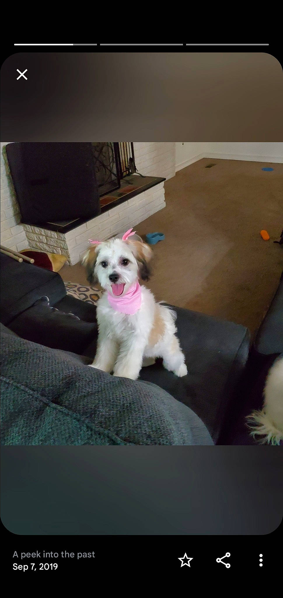 Dutchess joined the competition — help win amazing prizes! carnivore, chair, comfort, companion_dog, couch, dog, dog_breed, dog_supply, flooring, living_room, mammal, paw, puppy_love, room, small_terrier, tail, terrier, toy_dog, vertebrate, working_animal