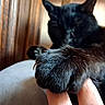 cat, paw, black_cat, close_up, fingers, pet, animal, fur, claw, indoor, blurred_background, wood, hand, touch, cozy, intimate, resting, domestic, cute, soft