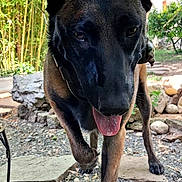 Laya participe au concours pour gagner de l'argent avec cette photo : dog, canine, animal, pet, outdoor, garden, gravel, walking, tongue_out, ears, nature, plants, greenery, stones, sunlight, daylight, closeup, muzzle, paws, collar