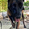 dog, canine, animal, pet, outdoor, garden, gravel, walking, tongue_out, ears, nature, plants, greenery, stones, sunlight, daylight, closeup, muzzle, paws, collar