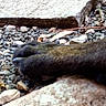 Laya a rejoint le concours — aidez-le/la à gagner de superbes lots ! dog_paws, stone, gravel, outdoor, close_up, texture, animal_part, resting, natural, rough_surface, earth_tones, paw_claws, ground, background, detail, nature, pet, quiet, still_life, animal