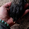 dog_paw, human_hand, close_up, bond, friendship, fur, skin, texture, outdoor, natural_light, animal, pet, compassion, touch, connection, paw, hand, ground, casual, bracelet
