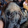 animal, black_fur, brown_fur, close_up, companion, cozy, dog, domestic, ears, fur, human_arm, indoors, painted_nails, pet, portrait, relaxed, resting, sleeping, toes, wooden_furniture