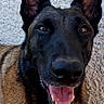 animal, belgian_malinois, black, brown, canine, closeup, dog, ears, face, fur, happy, mouth, outdoor, pet, portrait, sitting, smiling, texture, tongue, wall