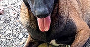 Laya participe au concours pour gagner de l'argent avec cette photo : dog, belgian_malinois, outdoor, gravel, stone_path, tongue_out, ears_up, pet, animal, nature, greenery, relaxed, lying_down, sunlight, canine, friendly, summer, daytime, closeup, portrait