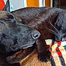 animal, black_cat, blanket, brown_dog, cat, close_up, cozy, dog, ears, friendship, fur, indoor, knitted_blanket, paw, peaceful, pet, relaxation, resting, sleeping, whiskers