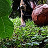 dog, animal, outdoor, greenery, leaves, grass, soccer_ball, pet, playful, tongue_out, nature, canine, happy, close_up, daylight, forest, sport, toy, brown, black