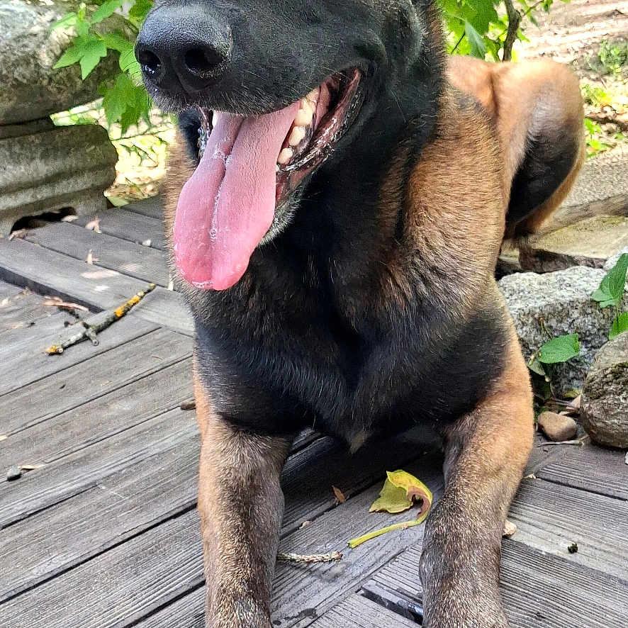 Laya participe au concours pour gagner de l'argent avec cette photo : dog, german_shepherd, tongue_out, flower, paw, wooden_deck, greenery, outdoor, pet, canine, happy, smiling, animal, nature, sunlight, ears_up, closeup, laying_down, playful, summer