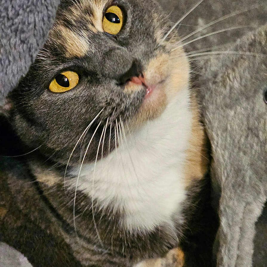 Baby Boots