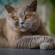 Odette a rejoint le concours — aidez-le/la à gagner de superbes lots ! animal, cat, close_up, cute, domestic_cat, feline, fur, gray_cat, indoor, laying_down, looking, mammal, orange_eyes, paws, pet, portrait, relaxed, resting, soft_fur, whiskers