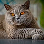 animal, cat, close_up, cute, domestic_cat, feline, fur, gray_cat, indoor, laying_down, looking, mammal, orange_eyes, paws, pet, portrait, relaxed, resting, soft_fur, whiskers