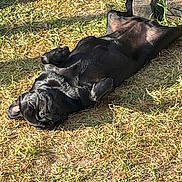 Phoebbe participe au concours pour gagner de l'argent avec cette photo : animal, backyard, bicycle_wheel, black_dog, canine, concrete_block, cute, dog, grass, lying_down, mammal, nature, outdoor, paw, peaceful, pet, relaxed, resting, sunlight, sunny