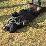 animal, backyard, bicycle_wheel, black_dog, canine, concrete_block, cute, dog, grass, lying_down, mammal, nature, outdoor, paw, peaceful, pet, relaxed, resting, sunlight, sunny