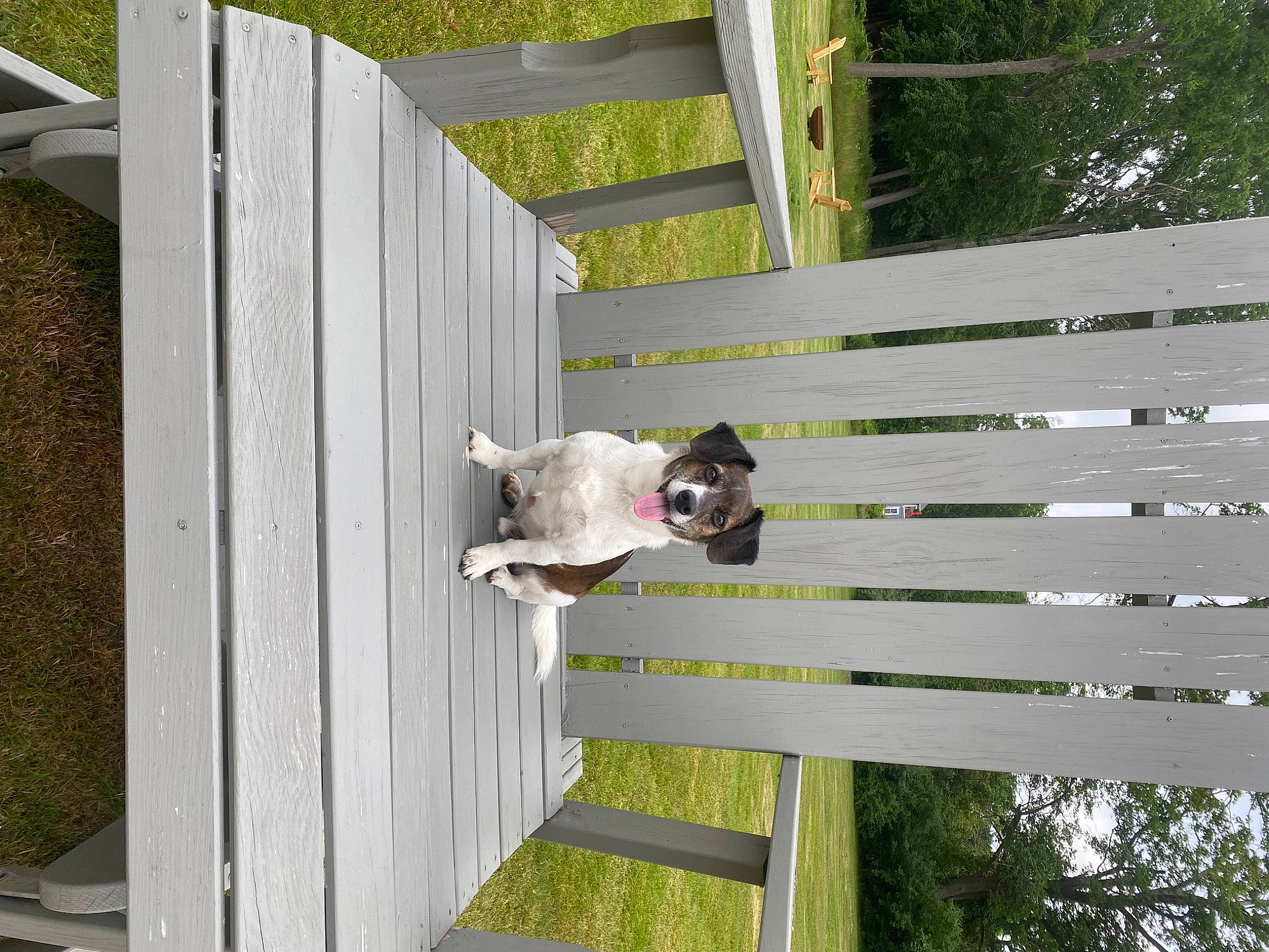 Odie joined the competition — help win amazing prizes! backyard, carnivore, companion_dog, composite_material, dog, dog_breed, door, grass, handrail, hardwood, house, leisure, line, outdoor_structure, plant, room, siding, sporting_group, tree, wood