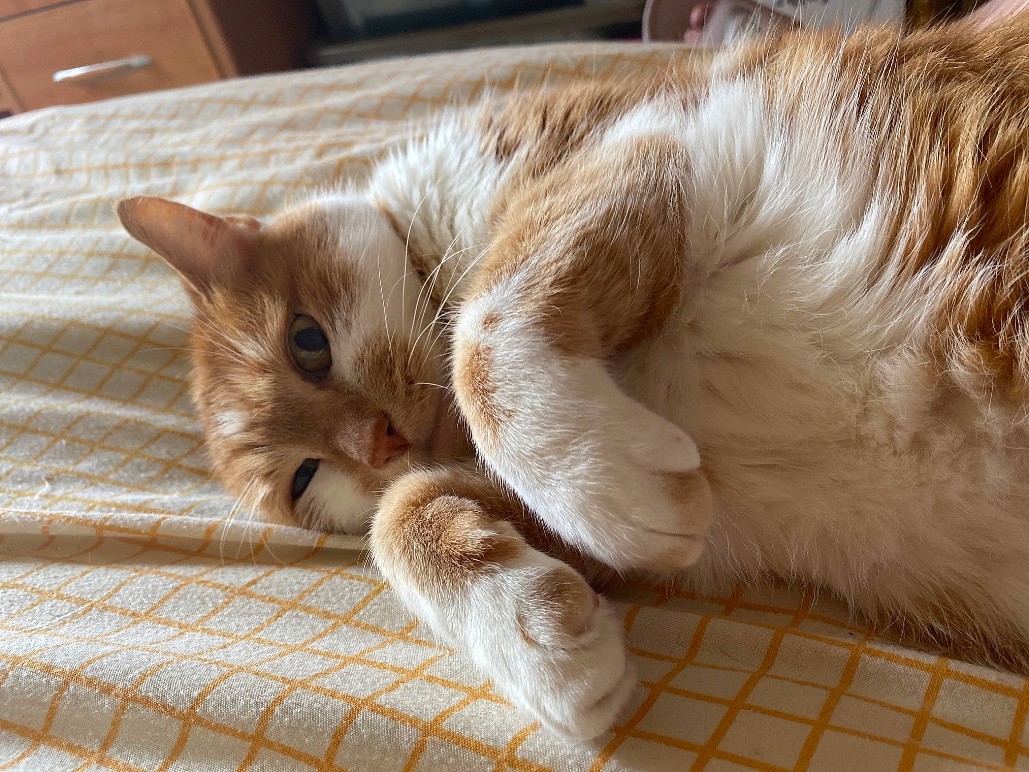 Simba a rejoint le concours — aidez-le/la à gagner de superbes lots ! balinese, cabinetry, carnivore, cat, claw, comfort, domestic_short_haired_cat, drawer, fawn, felidae, flooring, fur, hardwood, paw, small_to_medium_sized_cats, snout, tail, thai, whiskers, wood