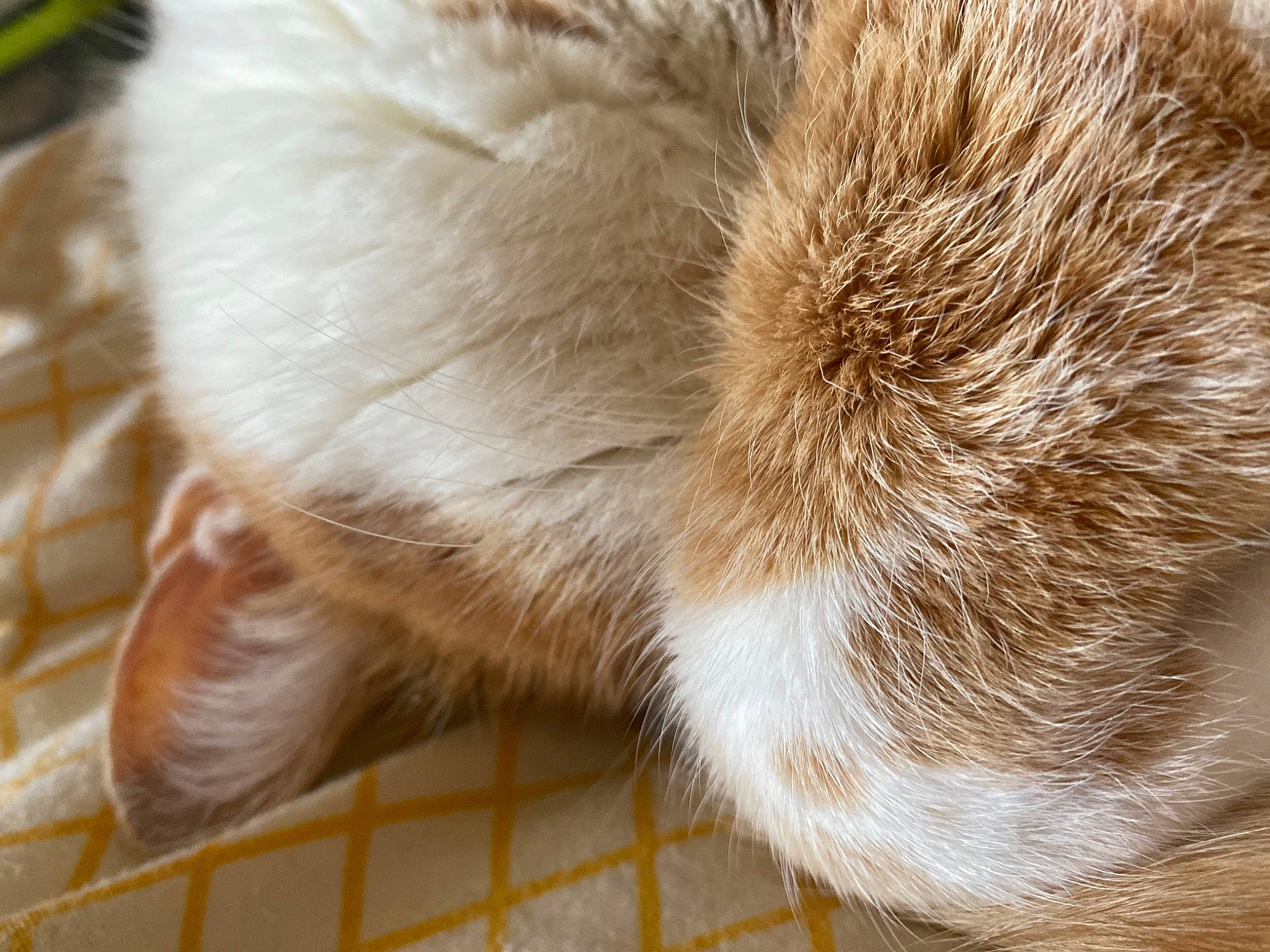 Simba participe au concours pour gagner de l'argent avec cette photo : carnivore, cat, claw, close_up, domestic_short_haired_cat, fawn, felidae, fur, paw, small_to_medium_sized_cats, snout, sporting_group, tail, terrestrial_animal, whiskers