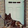 dog, german_shepherd, leash, door, brick_wall, step, outdoor, pet, animal, canine, fur, tongue, resting, guard_dog, house, window, door_handle, pavement, quiet, alert