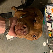 Jesse is registered to the contest to win money with this photo: canidae, carnivore, companion_dog, dog, dog_breed, ear, fawn, flesh, fur, gesture, hat, jaw, liver, personal_protective_equipment, snout, sporting_group, watch, whiskers, working_animal, wrist