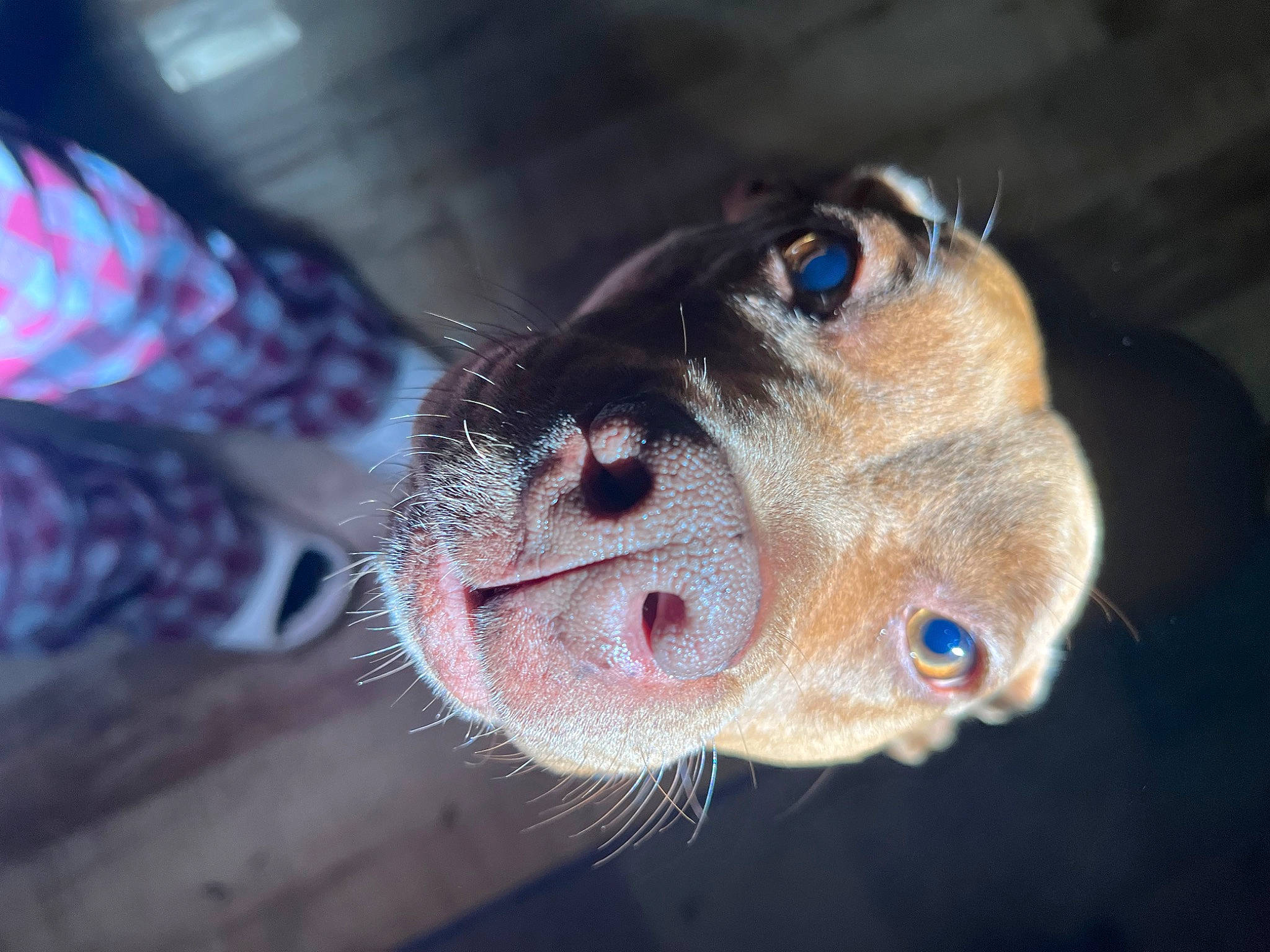 Jesse is registered to the contest to win money with this photo: carnivore, companion_dog, dog, dog_breed, electric_blue, fawn, fish, fur, liver, snout, sporting_group, whiskers, working_animal