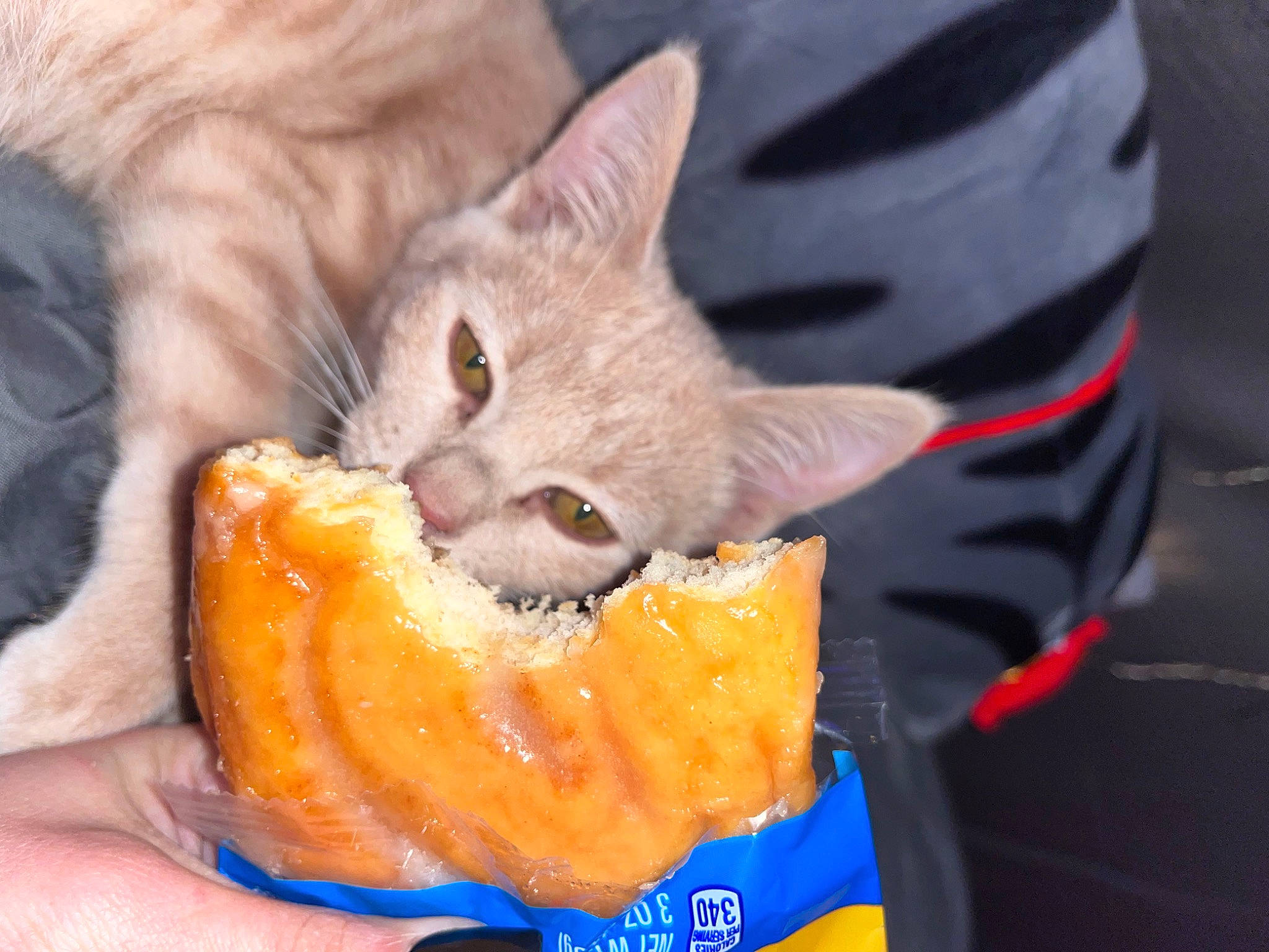 Keety is registered to the contest to win money with this photo: carnivore, cat, cat_supply, claw, comfort, domestic_short_haired_cat, fawn, felidae, food, fruit, fur, gesture, ingredient, orange, paw, produce, small_to_medium_sized_cats, snout, vegetable, whiskers