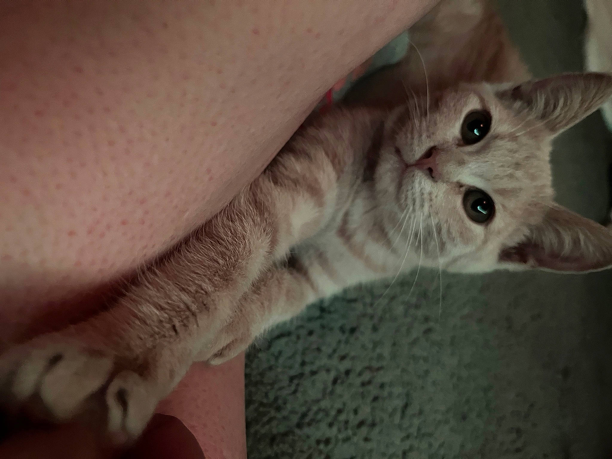 Keety joined the competition — help win amazing prizes! carnivore, cat, claw, comfort, domestic_short_haired_cat, ear, elbow, eye, fawn, felidae, foot, fur, gesture, grey, human_leg, paw, small_to_medium_sized_cats, snout, tail, whiskers