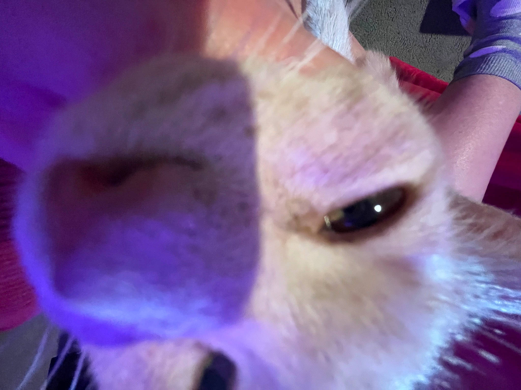 Keety is registered to the contest to win money with this photo: canidae, carnivore, companion_dog, dog_breed, electric_blue, fawn, felidae, fur, magenta, paw, plush, purple, rodent, small_to_medium_sized_cats, snout, stuffed_toy, toy, toy_dog, violet, whiskers