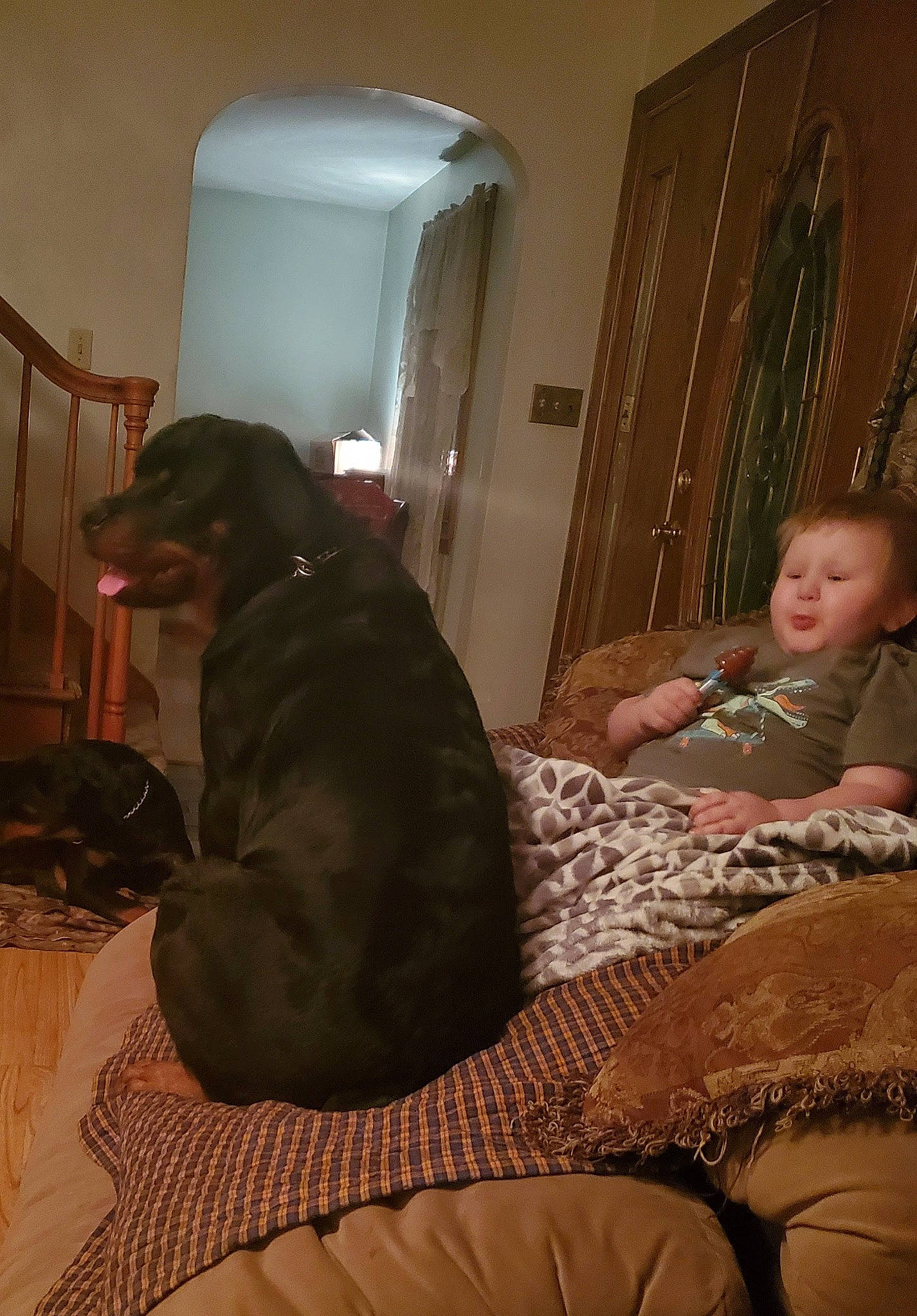 Chevelle is registered to the contest to win money with this photo: bedroom, carnivore, comfort, companion_dog, dog, dog_breed, flooring, fur, guard_dog, hardwood, home, linens, living_room, room, sitting, sporting_group, tints_and_shades, toddler, wood, working_animal