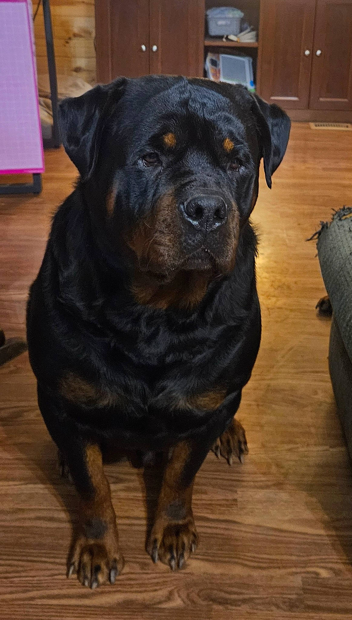 Chevelle joined the competition — help win amazing prizes! canidae, carnivore, companion_dog, dog, dog_breed, fawn, flooring, fur, guard_dog, hardwood, plant, rottweiler, snout, sporting_group, terrestrial_animal, whiskers, wood, wood_flooring, working_animal, working_dog