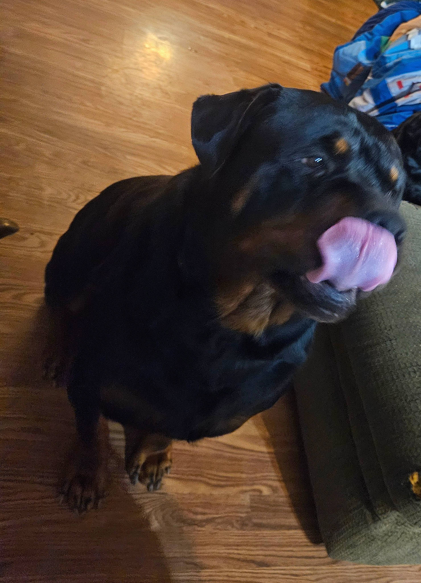 Chevelle is registered to the contest to win money with this photo: canidae, carnivore, collar, companion_dog, dog, dog_breed, dog_collar, fawn, flooring, fur, hardwood, liver, pet_supply, rottweiler, snout, sporting_group, terrestrial_animal, whiskers, wood, working_animal