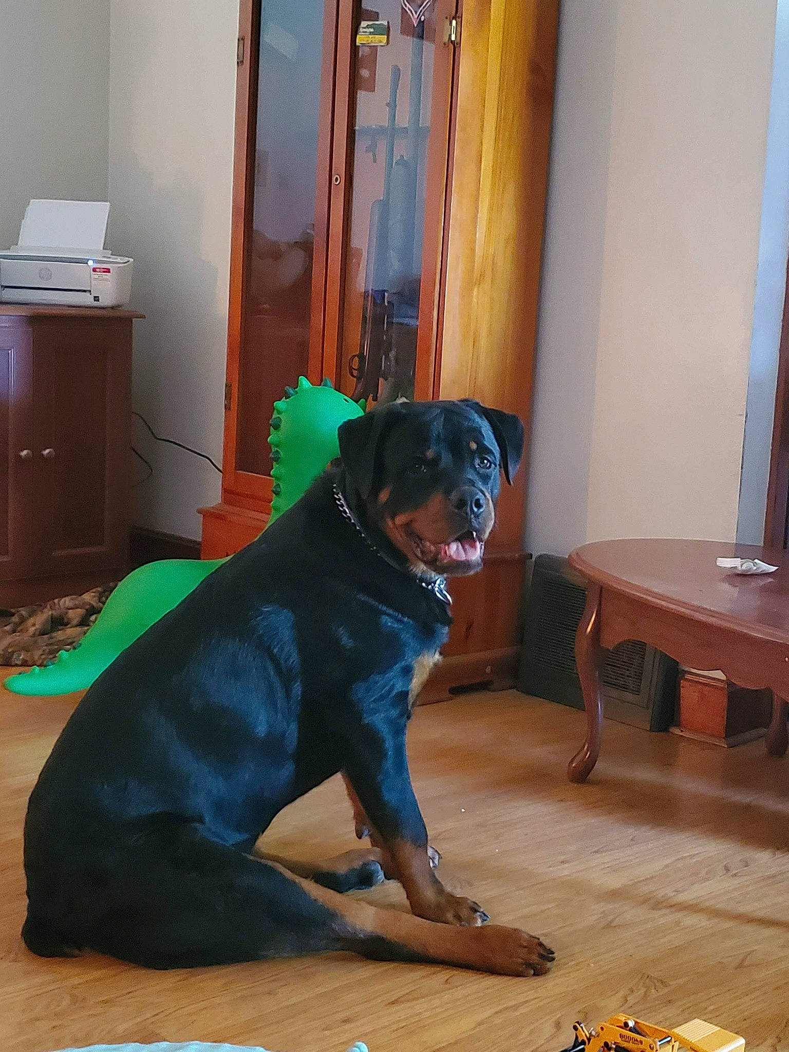 Chevelle is registered to the contest to win money with this photo: cabinetry, carnivore, chair, companion_dog, dog, dog_breed, drawer, fawn, floor, flooring, guard_dog, hardwood, room, snout, sporting_group, table, tail, wood, wood_stain, working_animal