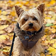 Eren is registered to the contest to win money with this photo: dog, small_dog, leaves, autumn, fall, outdoor, pet, fur, jacket, cozy, nature, closeup, portrait, animal, cute, brown, black_leash, seasonal, blurred_background, sitting