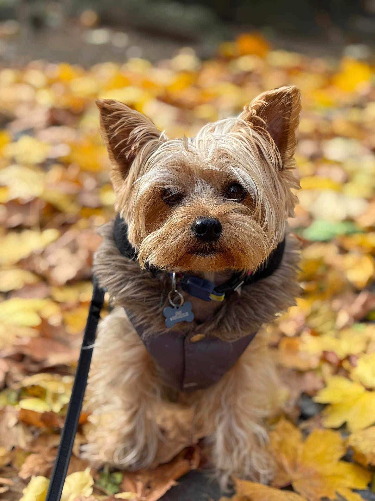 Eren is registered to the contest to win money with this photo: dog, small_dog, leaves, autumn, fall, outdoor, pet, fur, jacket, cozy, nature, closeup, portrait, animal, cute, brown, black_leash, seasonal, blurred_background, sitting