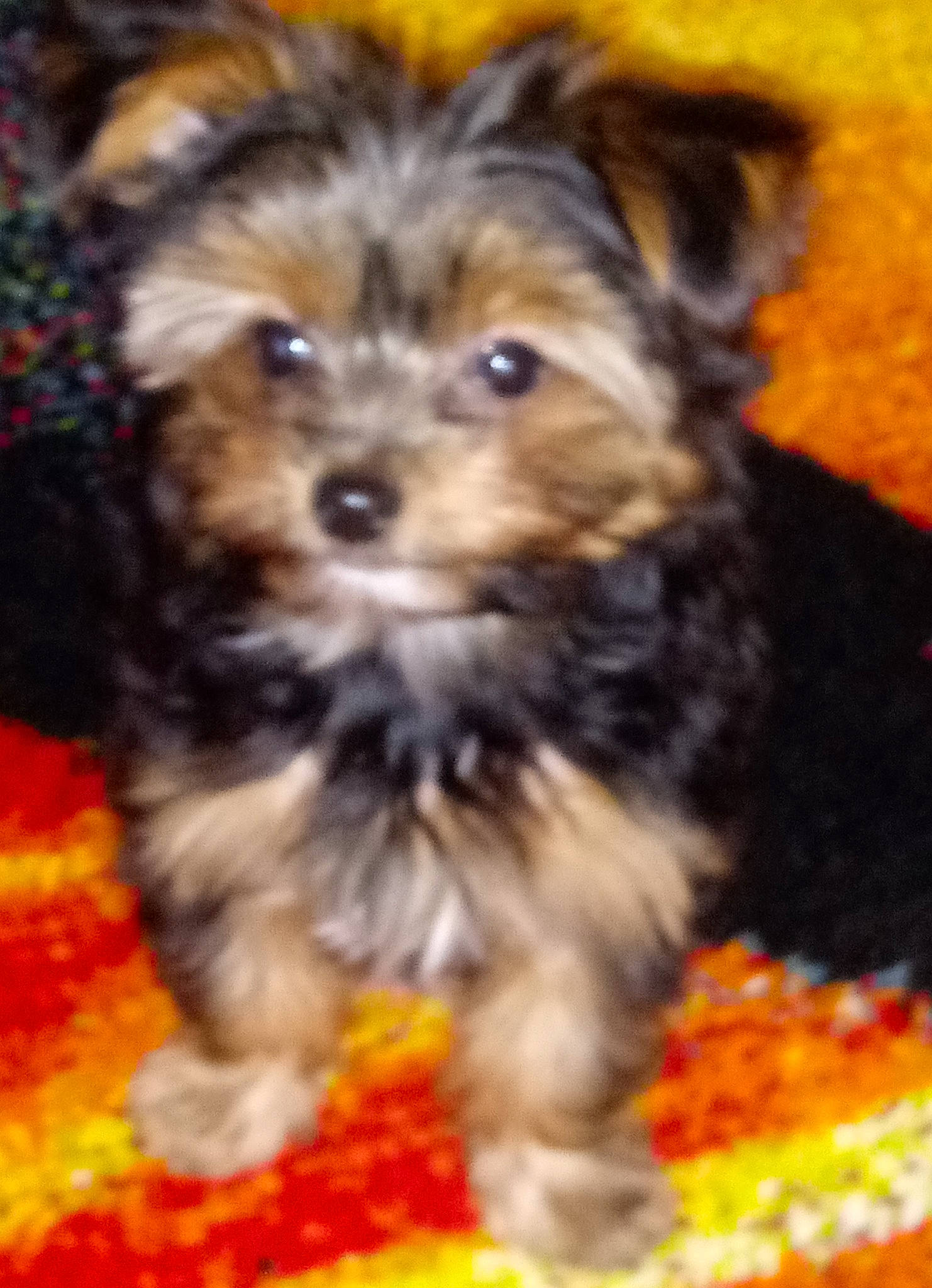 Lilly joined the competition — help win amazing prizes! biewer_terrier, canidae, carnivore, companion_dog, dog, dog_breed, dog_supply, fawn, fur, grass, liver, maltepoo, non_sporting_group, small_terrier, snout, sporting_group, terrier, toy_dog, working_animal, yorkipoo