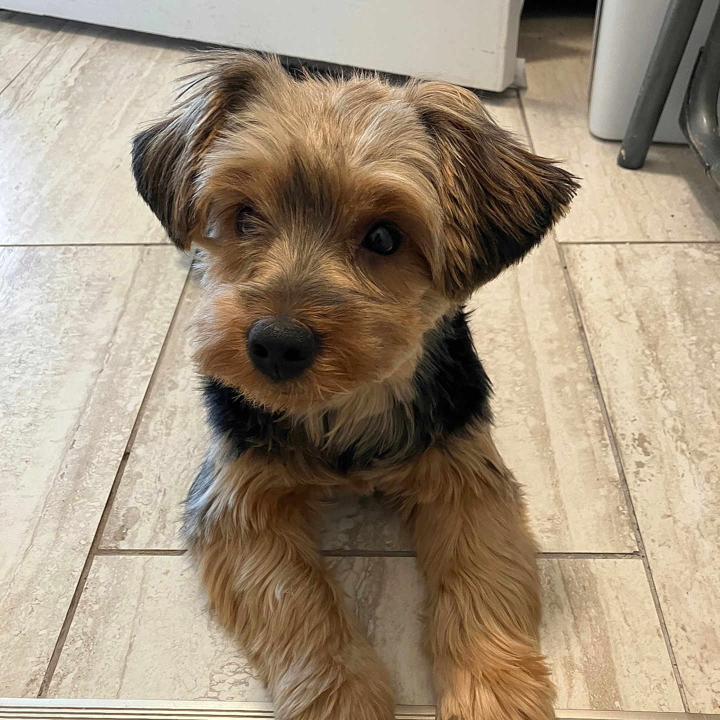 Max is registered to the contest to win money with this photo: puppy, dog, indoor, floor, tile, pet, animal, cute, fur, small_dog, lying_down, looking_up, brown_fur, black_fur, ears, nose, paws, young_dog, domestic, companion