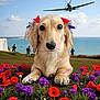 dog, flower, poppy, purple_flower, grass, ocean, cliff, soldier, military, plane, sky, cloud, bow, pet, animal, nature, field, outdoor, portrait, landscape