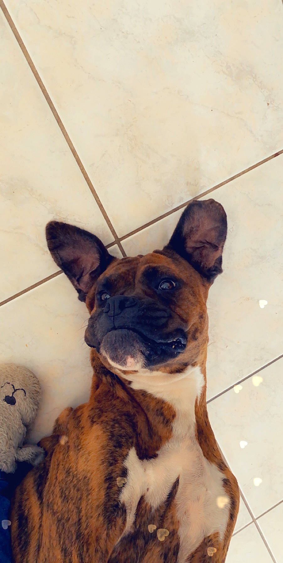 Kally participe au concours pour gagner de l'argent avec cette photo : ancient_dog_breeds, art, bulldog, canidae, carnivore, collar, companion_dog, dog, dog_breed, ear, fawn, pet_supply, snout, sporting_group, tail, terrestrial_animal, whiskers, wood, working_animal, working_dog